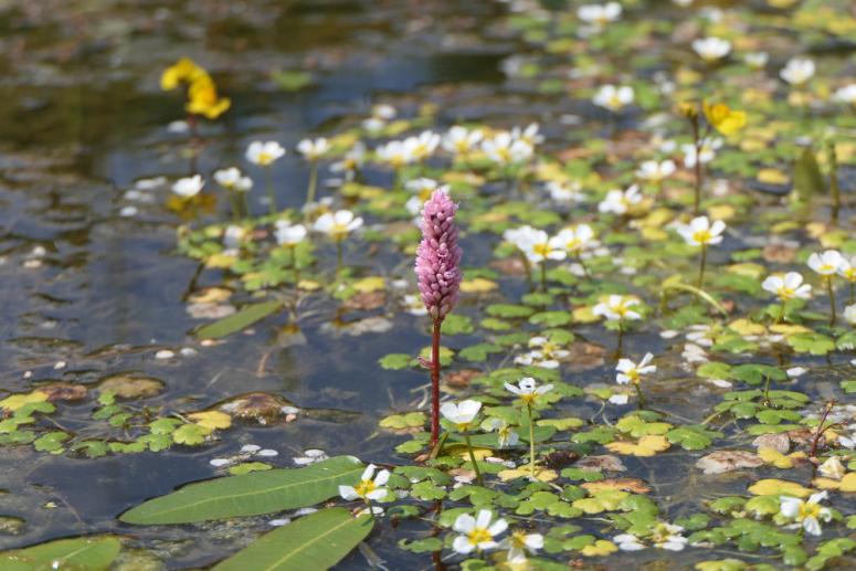 zajimave-vodni-a-mokradni-lokality-karlovarskeho-kraje-a-jejich-flora