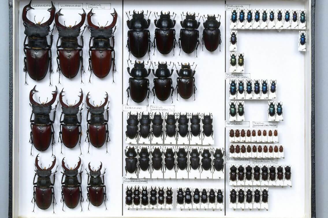 Entomological Collection