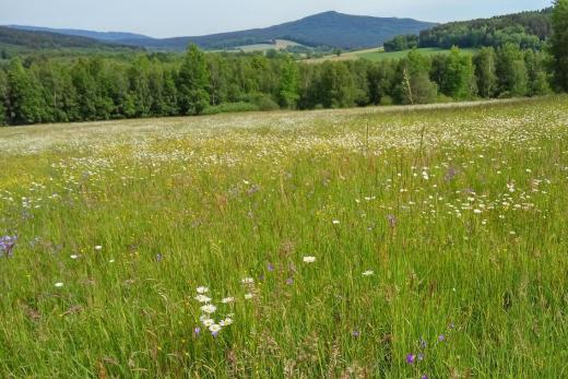 Přednáška: Příhraniční část evropsky významné lokality Čerchovský les očima mapovatele biotopů