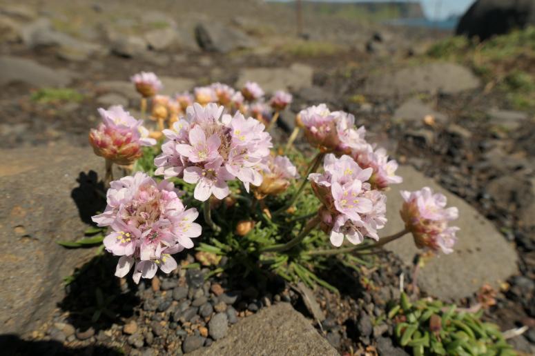 Přednáška: I na Islandu rostou kytky